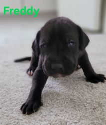 Purebred Great Dane Puppies - All Males