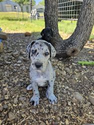 Pure breed great dane puppies