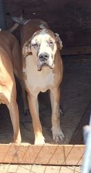AKC Great Dane Male fawn harlequin available now 9 months old