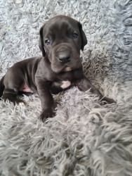 Great Dane Puppy for Sale