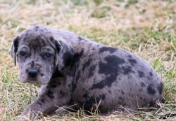 Great dane puppies for new homes