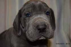 WEDFGBN CuTE Great Dane puppies for sale .