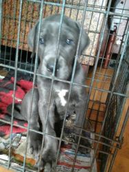 BLUE GREAT DANE ) FEMALE FOR SALE WITH BLUE EYES