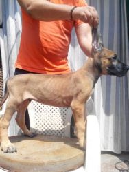 Great Dane 2. month old for sale