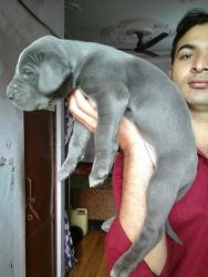 BLUE GREAT DANE FEMALE )) PUP FOR SALE
