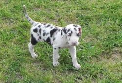 adorable Great Dane puppies for sale