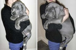 Great Dane Puppies for Adoption