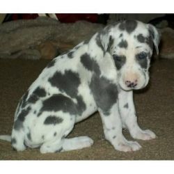 Male And Female Great Dane Puppies