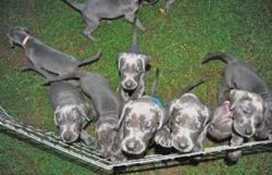 Available great danepuppies