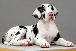 Quality Great Dane Puppies