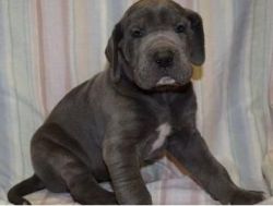Wonderful Great Dane Puppies For Sale .
