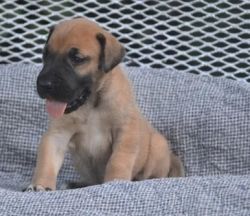 Great Dane Puppies For Sale (xxx) xxx-xxx8