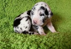 Ghjgh Great Dane Puppies For Sale