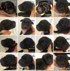 Great Dane Puppies Males & Females Solid Black