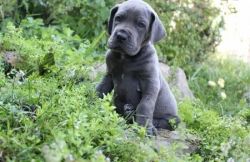 Great Dane Puppies For Good Home