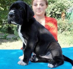 Great Dane puppies available for adoption