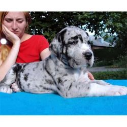 Great Dane Puppies Ready Now,puppies