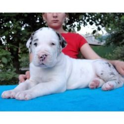 Sweet Great Dane Puppies Looking For A New Home