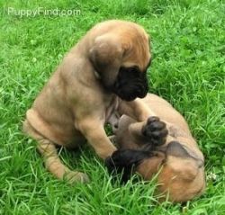 cut great Dane puppy for adoption