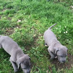 male and female Great Dane Pupies