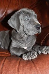 adorable great dane bulldog puppy for rehoming