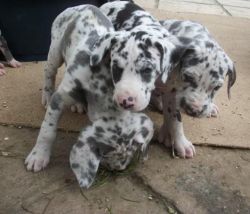 Absolutely Great Dane Puppies For New Homes.
