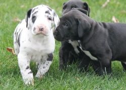 Hurley Akc Great Dane puppies for sale