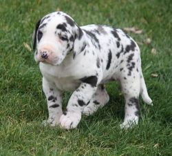 Akc Female And Male Great Dane Puppies For Sale