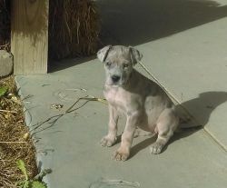 Female And Male Great Dane Puppies For Sale