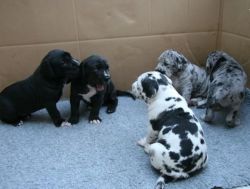 Great Dane babies available