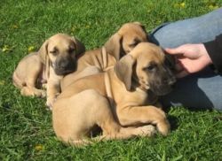 Magnificent Male/female Great Dane Puppies.