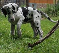 Strong Great Dane Puppies for loving homes