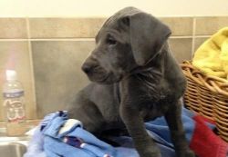 Akc Full Registration Great Dane Puppies For Sale