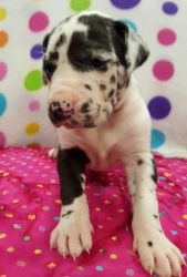Available Akc Great Dane Puppies For Sale