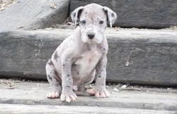 Great Dane Puppies For A Reliable Home