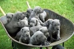 Purebred Great Dane puppies