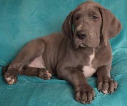 AKC darling Fawn Mantle baby