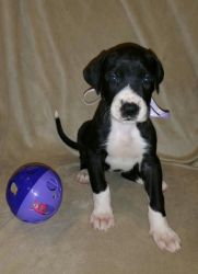 Registered Great Dane Puppys For Sale
