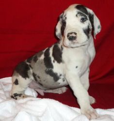 Outstanding Great Dane Puppies For Sale Now