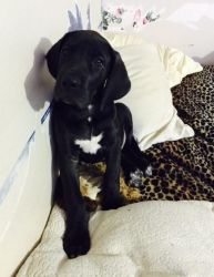 12 Weeks Old Great Dane Puppies For Sale