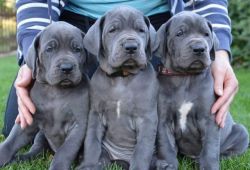 Charming Boys And Girls Great Dane Ready Now