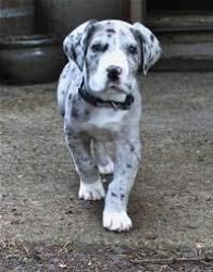 Great Dane Puppies For Sale $500