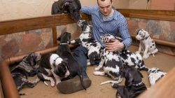 Health Guarantee Great Dane Puppies For Sale