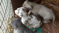 Akc Blue And Blue Variety Great Dane Puppies