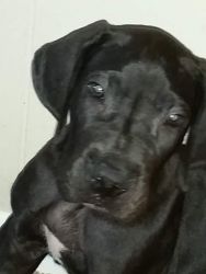 Great Dane Black Puppy