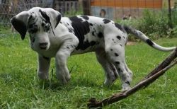 Entertaining Great Dane Puppies for loving homes
