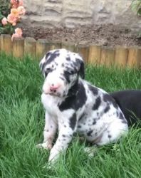 Kids Trained Great Dane Puppies