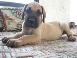 Great Dane Puppies Males & Females