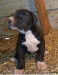 Great Dane puppies for sale.