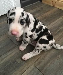 Great Dane puppies available for sale